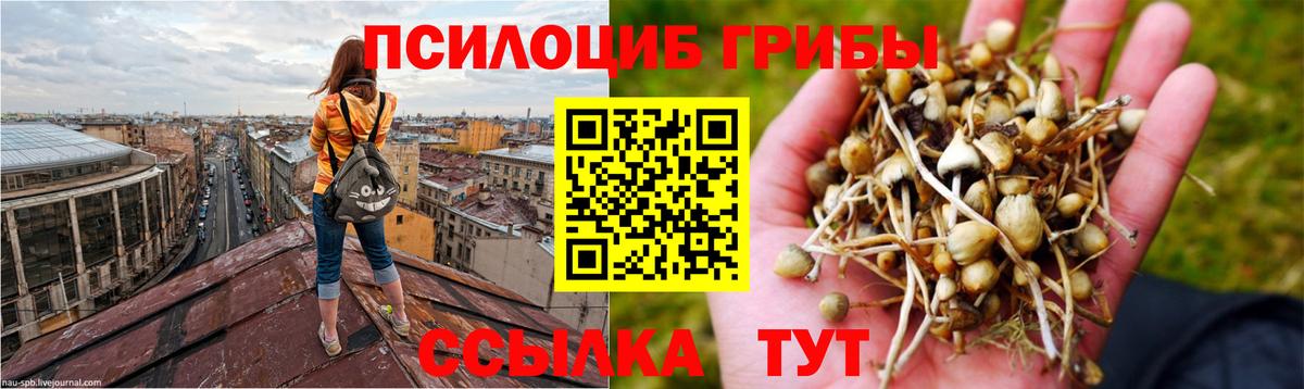 Псилоцибиновые грибы мицелий Новоалександровск